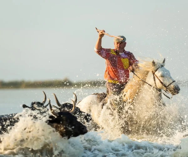 Gardian, cowboy of The Camargue with bulls, Camargue, France
